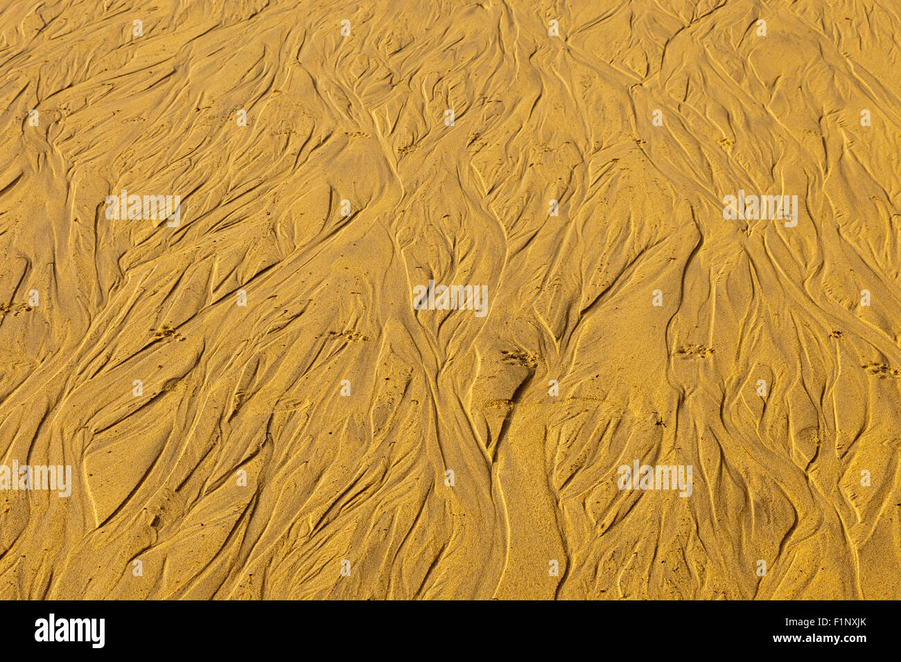 Modelli per la sabbia in acqua bassa, Carbis Bay, Cornwall, Regno Unito Foto Stock
