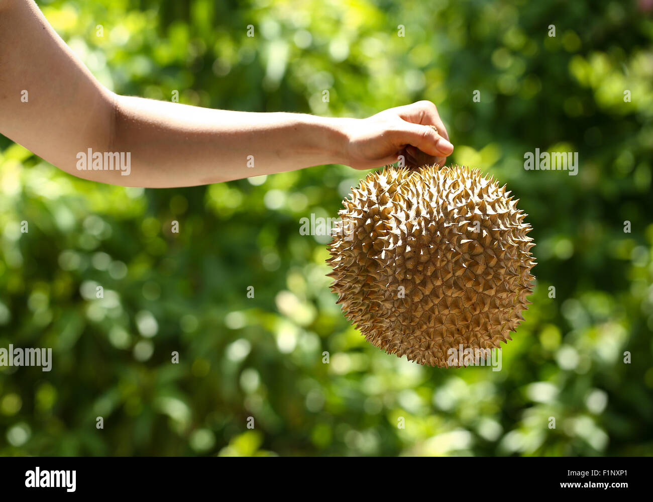Un insieme di durian, un frutto esotico dalla Tailandia e Vietnam Foto Stock