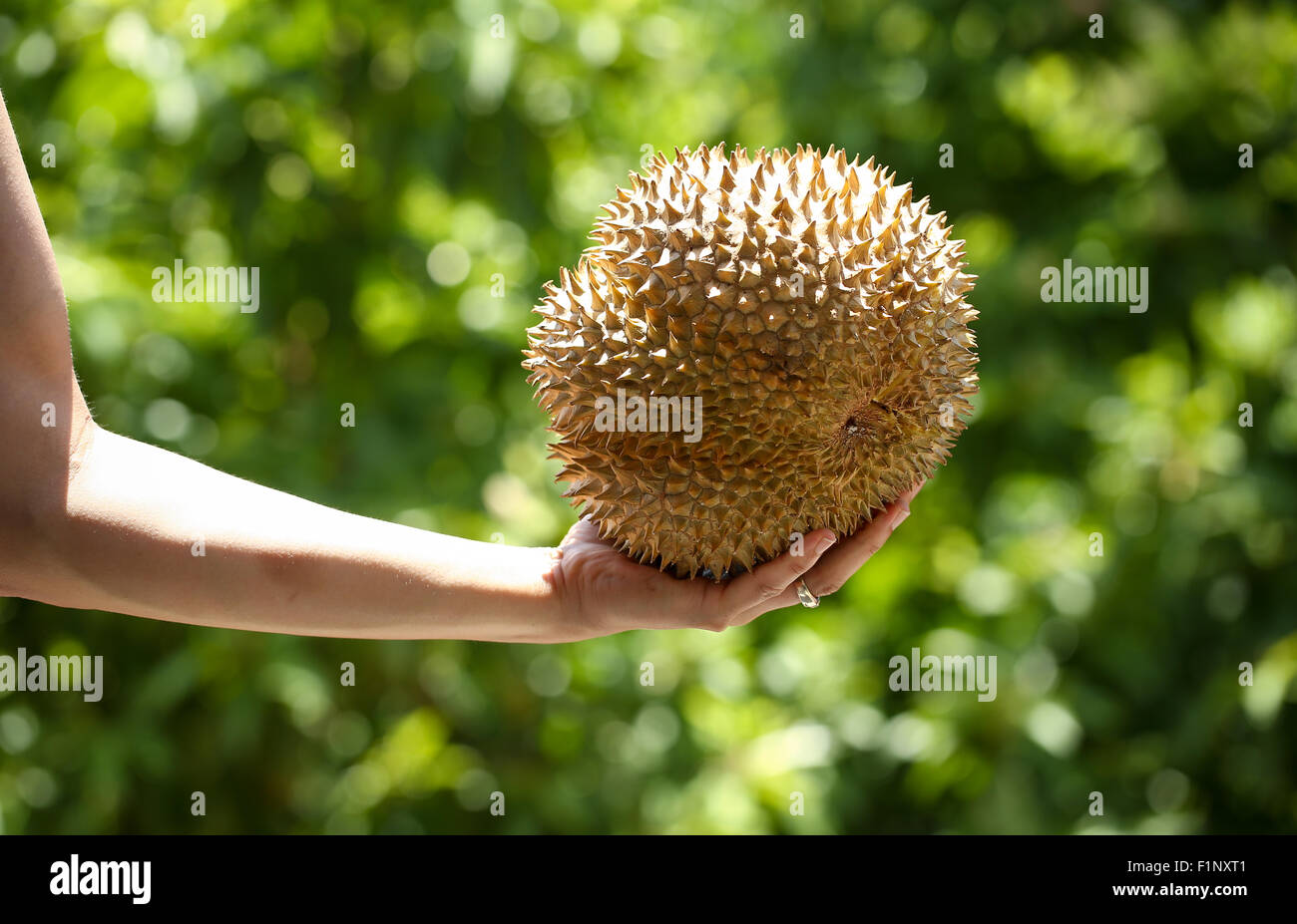 Un insieme di durian, un frutto esotico dalla Tailandia e Vietnam Foto Stock