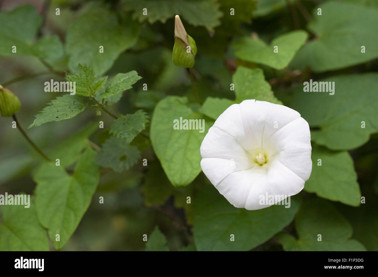 Convolvulus arvense. Centinodia fiore nella siepe. Foto Stock