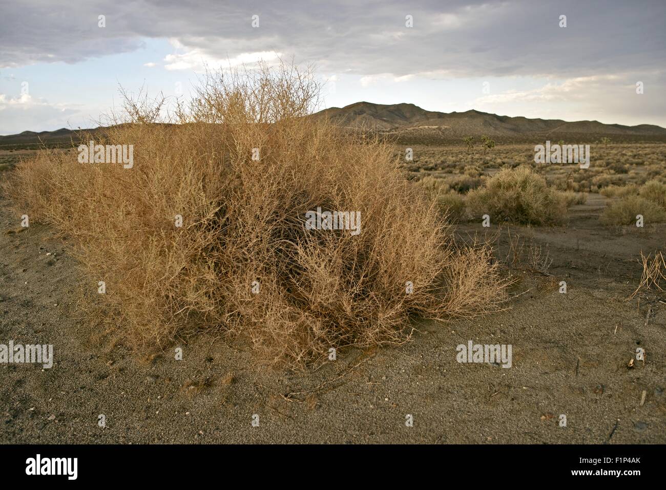 California Deserto Mojave paesaggio. In California, Stati Uniti d'America. Natura raccolta di fotografie. Foto Stock