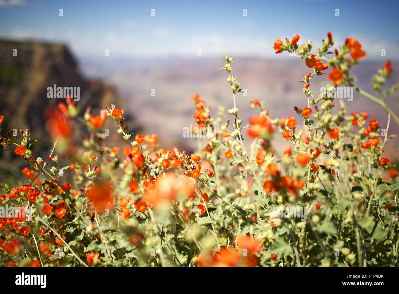 Arizona fiori rossi - Northern Arizona Flora. Parco Nazionale del Grand Canyon. Natura raccolta di fotografie Foto Stock