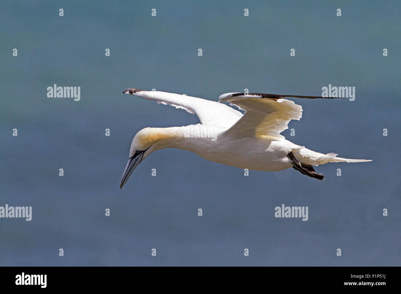 Gannett (Morus bassanus) Foto Stock