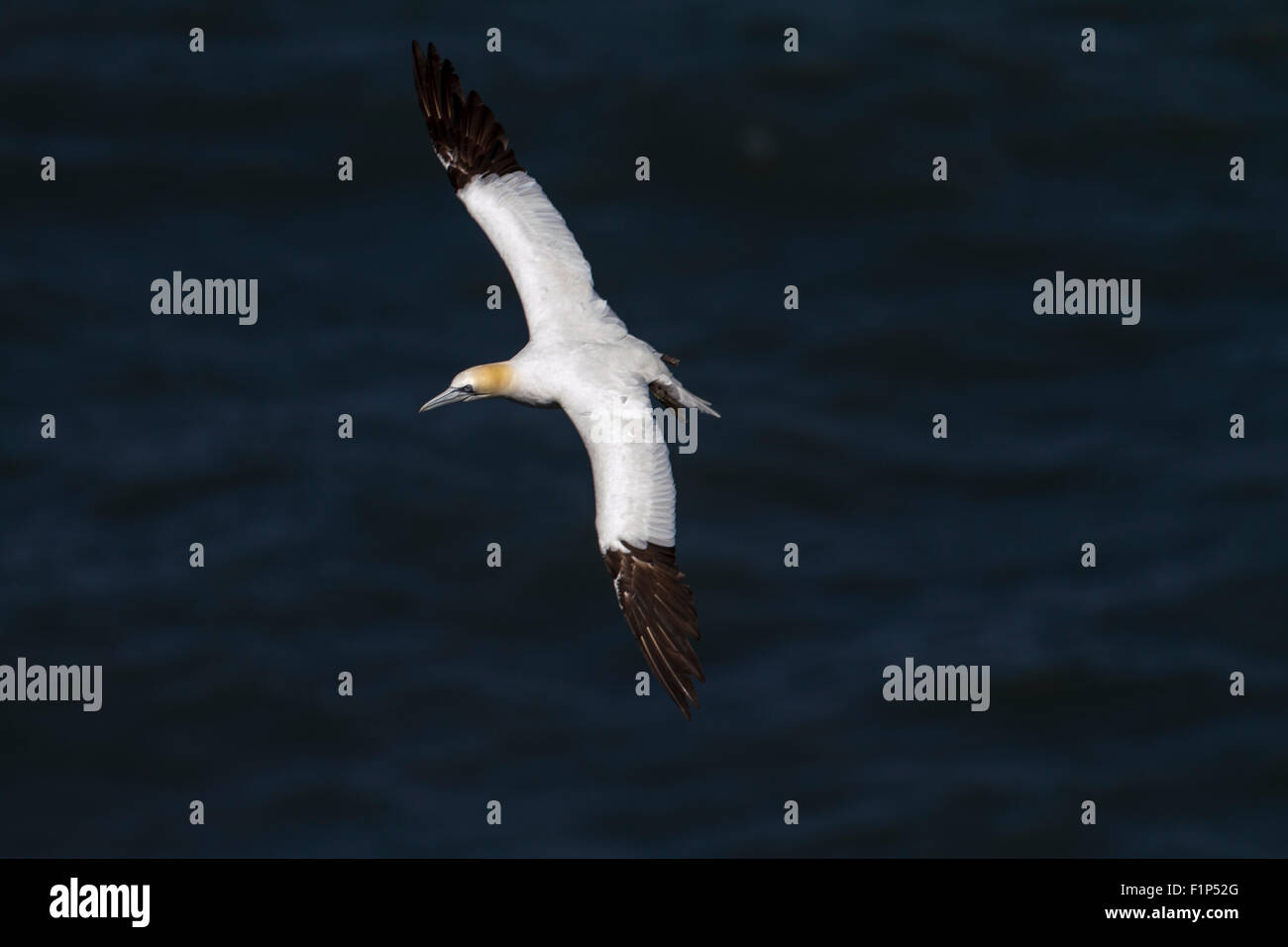 Gannett (Morus bassanus) Foto Stock