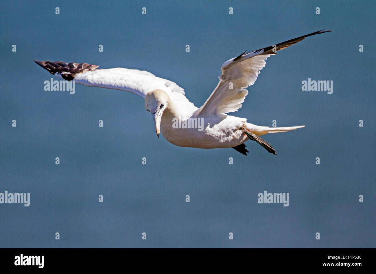 Gannett (Morus bassanus) Foto Stock