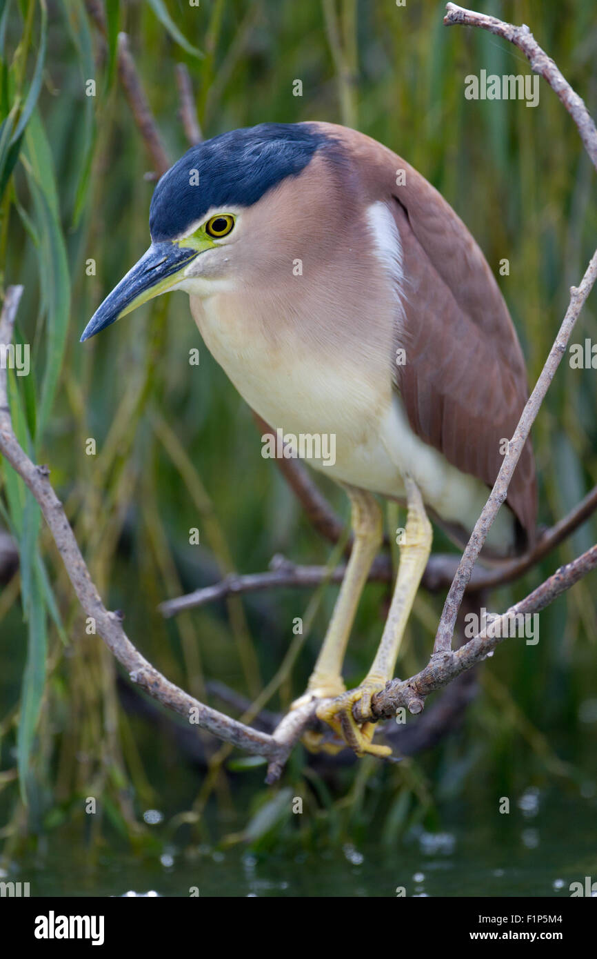 Adulto Nankeen Nitticora appollaiato in Willow al patrimonio di Rose cafe pond, Carmelo, Australia occidentale Foto Stock