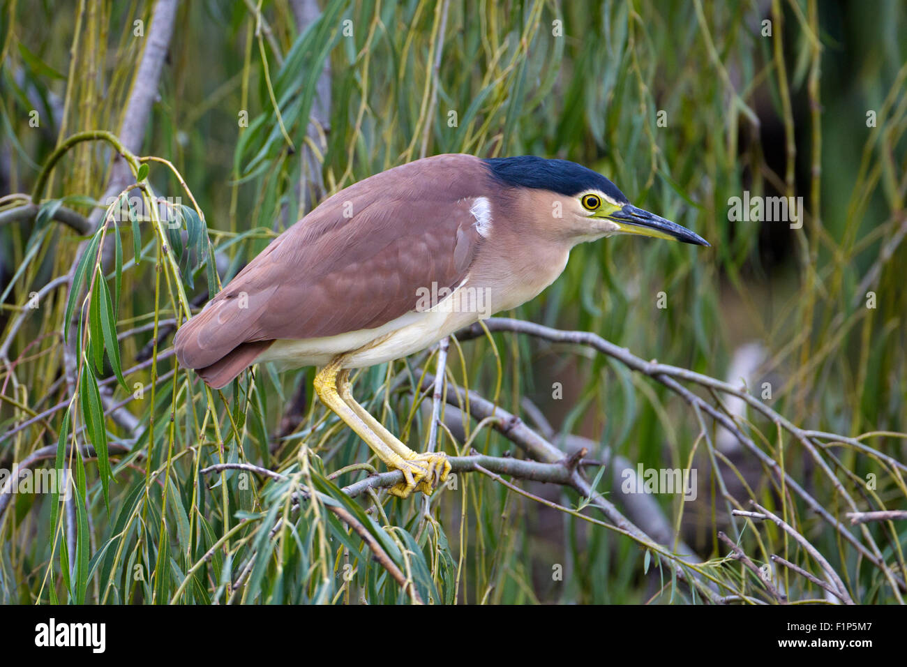 Adulto Nankeen Nitticora appollaiato in Willow al patrimonio di Rose cafe pond, Carmelo, Australia occidentale Foto Stock
