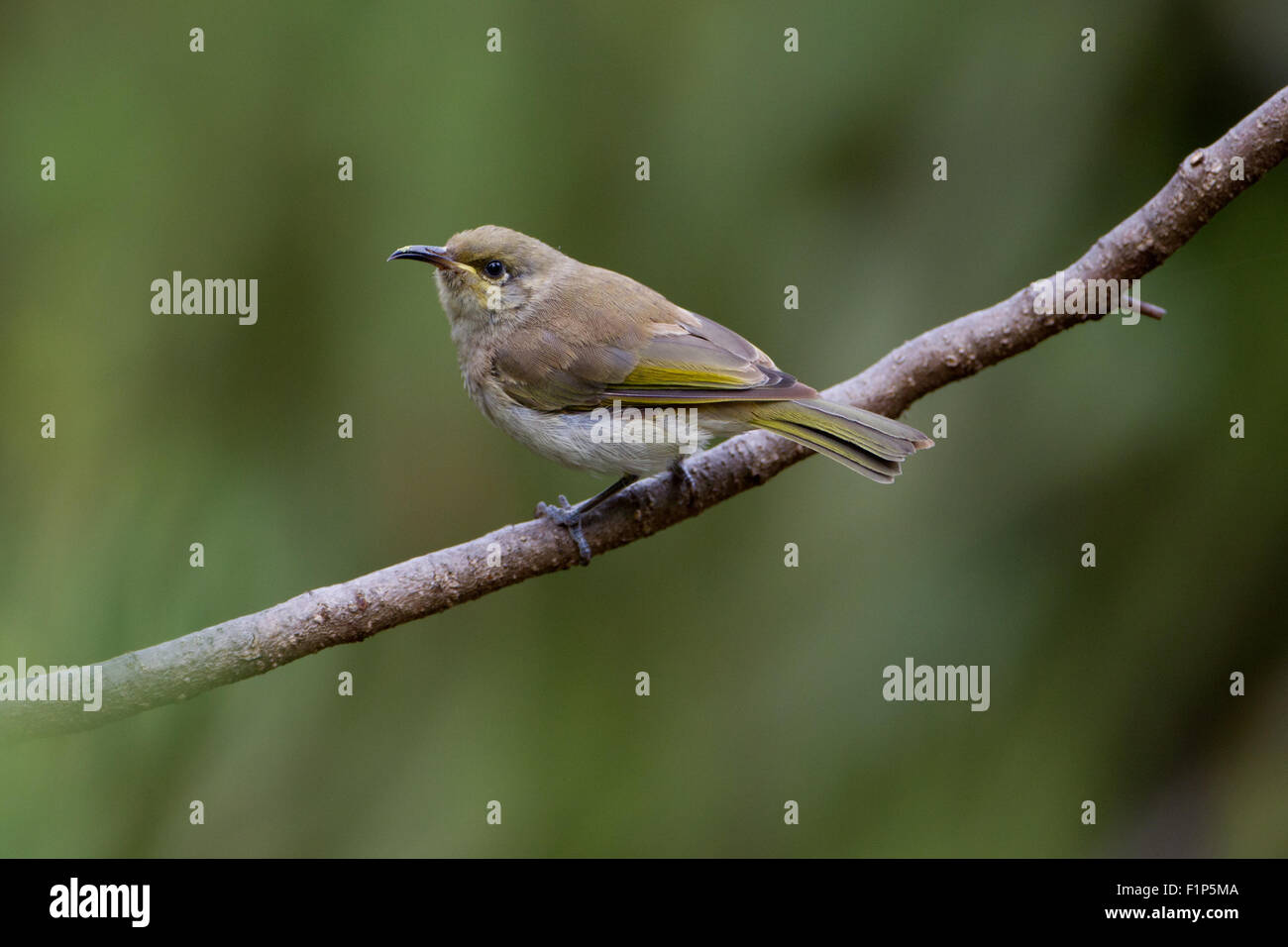 I capretti Brown Honeyeater appollaiato sul ramo, il Kings Park di Perth, Western Australia Foto Stock