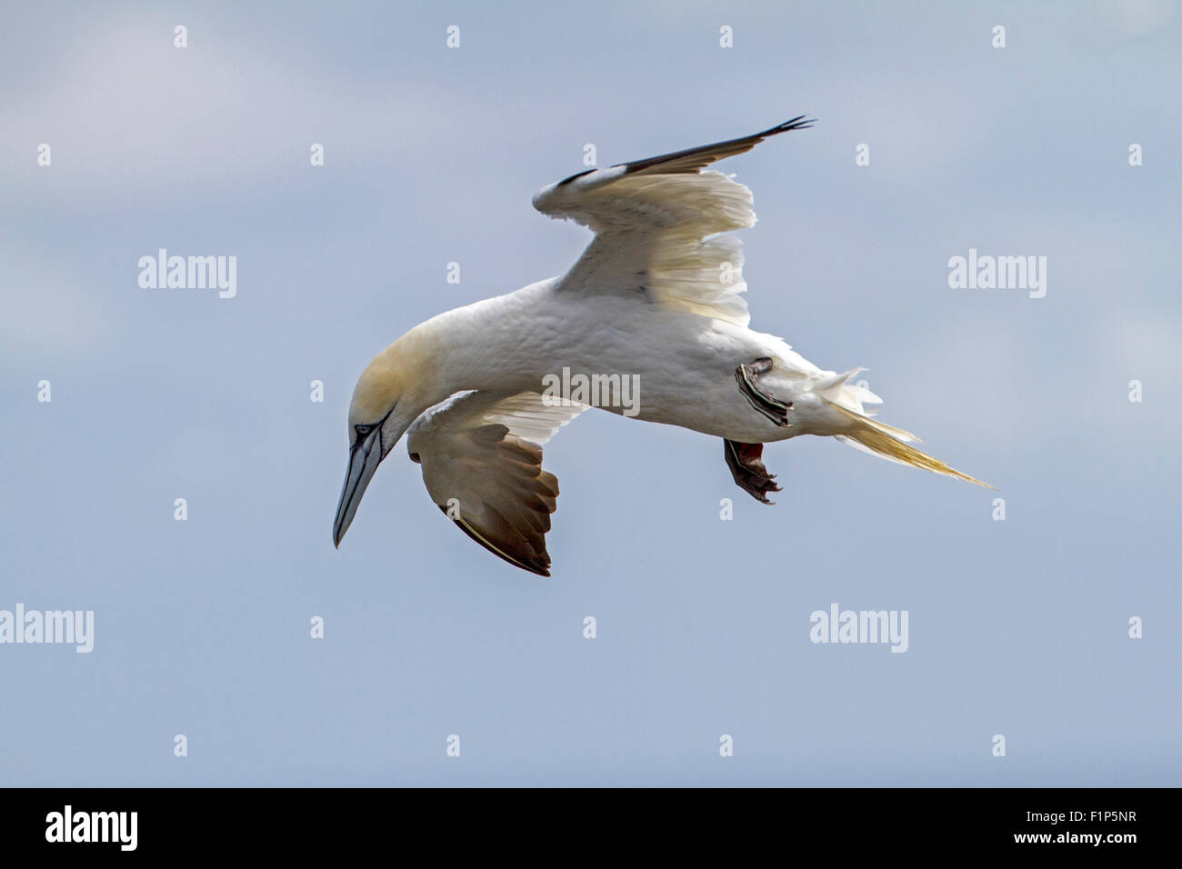 Gannett (Morus bassanus) Foto Stock