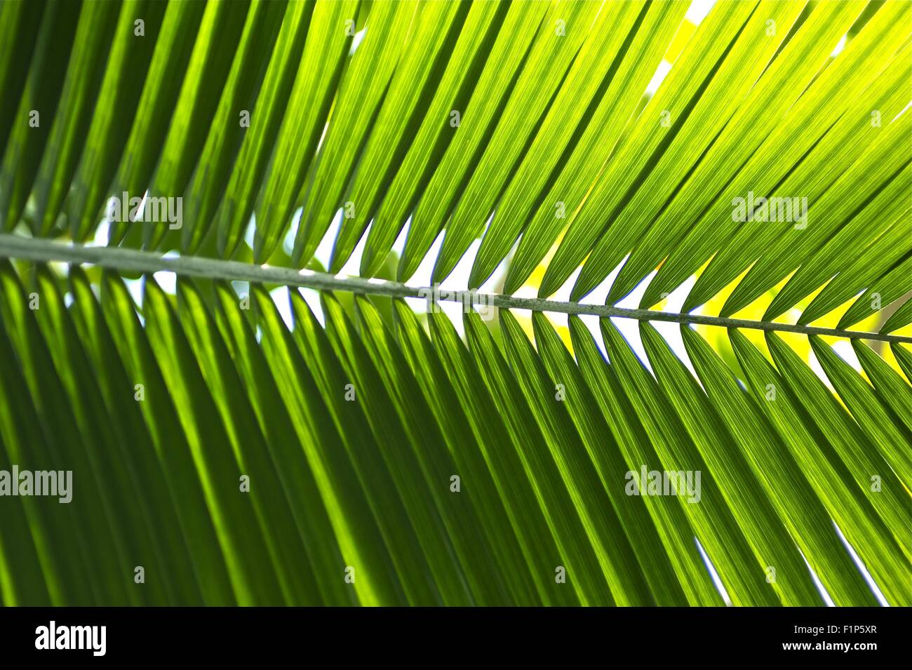Tropical di foglie di palma. Verde foglia orizzontale dello sfondo. Foresta di pioggia raccolta foto. Foto Stock