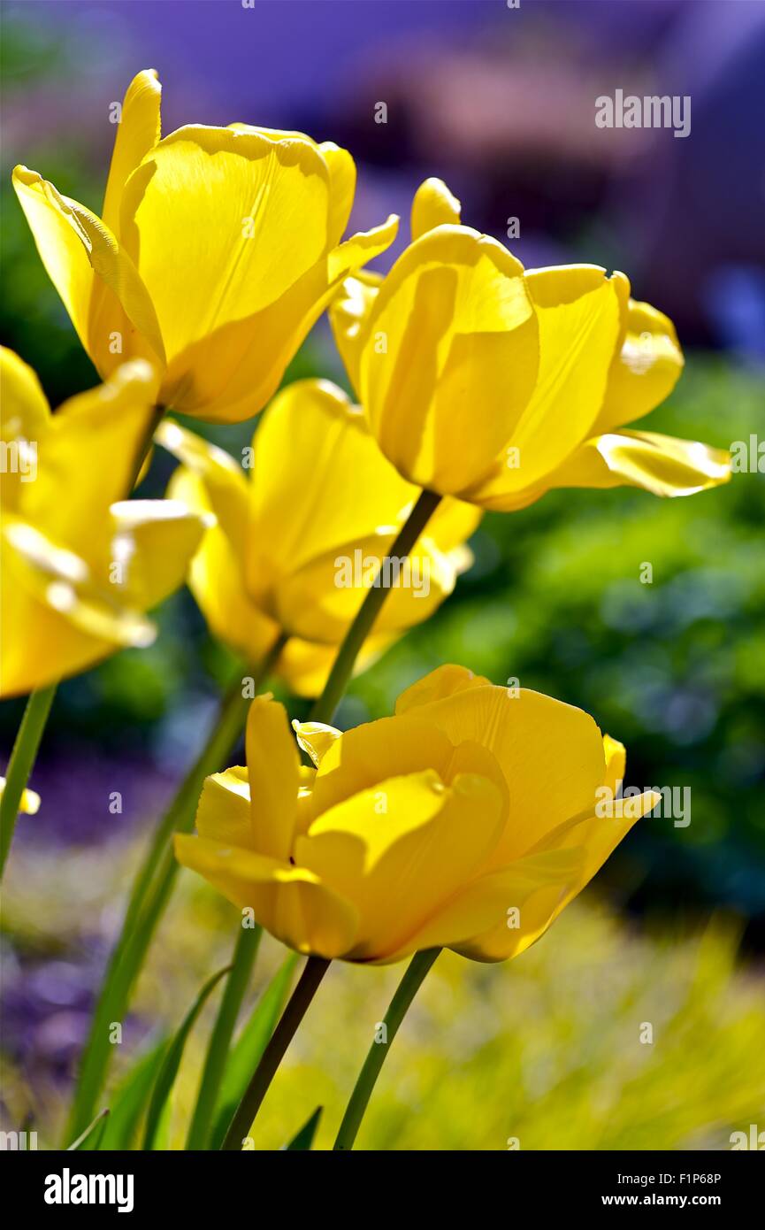 Tulip (genere Tulipa) - perenni, pianta bulbosa. Tulipani gialli foto verticale. I Tulipani sono spesso associati con i Paesi Bassi. Foto Stock