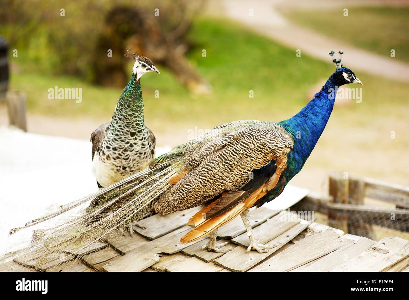 Pavoni / Peafowls nell'azienda. Il maschio è chiamato un pavone e la femmina a Peahen. Peafowls foto orizzontale. Foto Stock