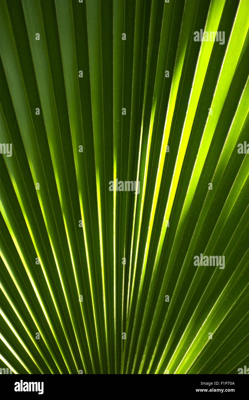 Forma di ventaglio Foglia tropicale sfondo. Foto verticale. Fan-Shaped verde foresta di pioggia battente. Natura raccolta di sfondi. Foto Stock