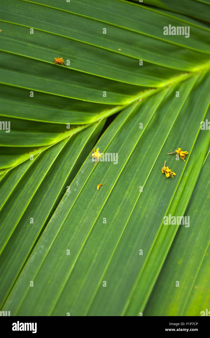 Tropical foglia di palma sullo sfondo della natura. Foto verticale di foglia di palma. Verde e organico sfondo naturale. Foto Stock