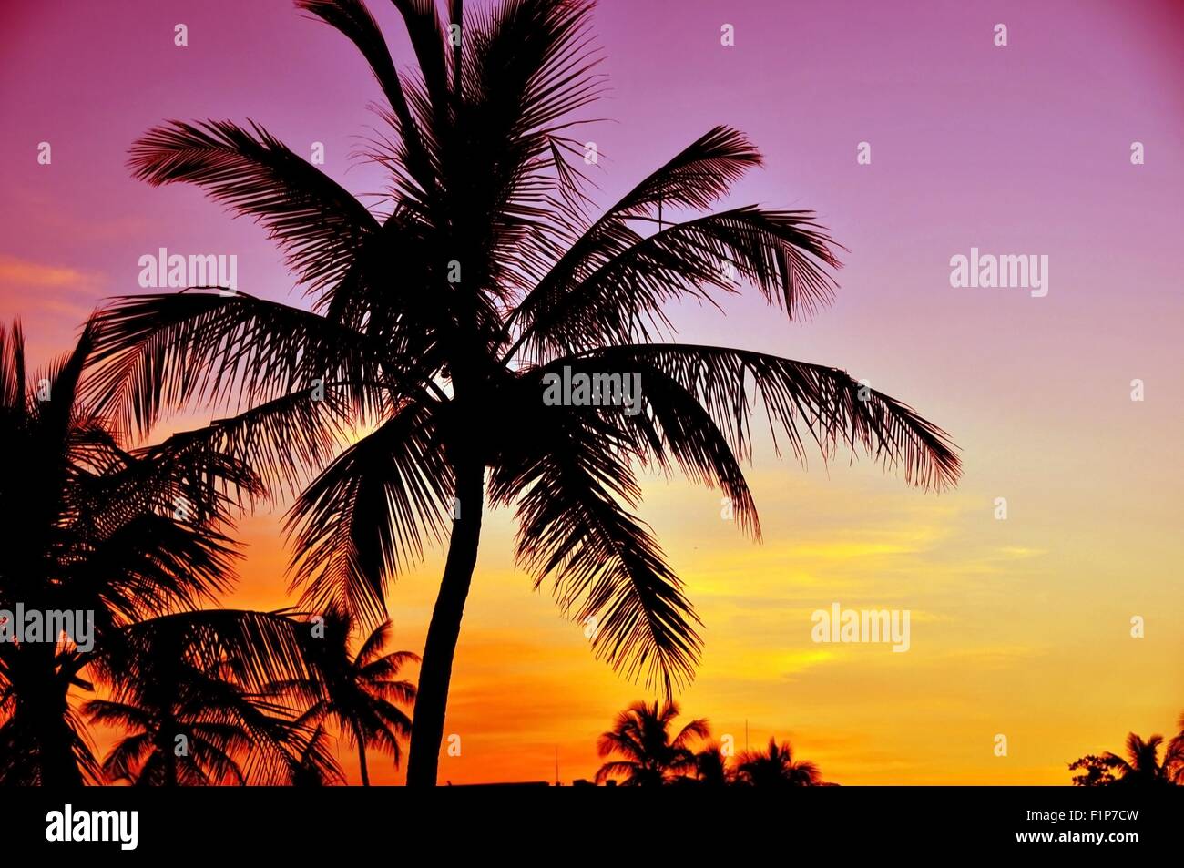 Tramonto tropicale. Palme e Pinky giallo tramonto Cielo. Luogo tropicale. Foto Stock