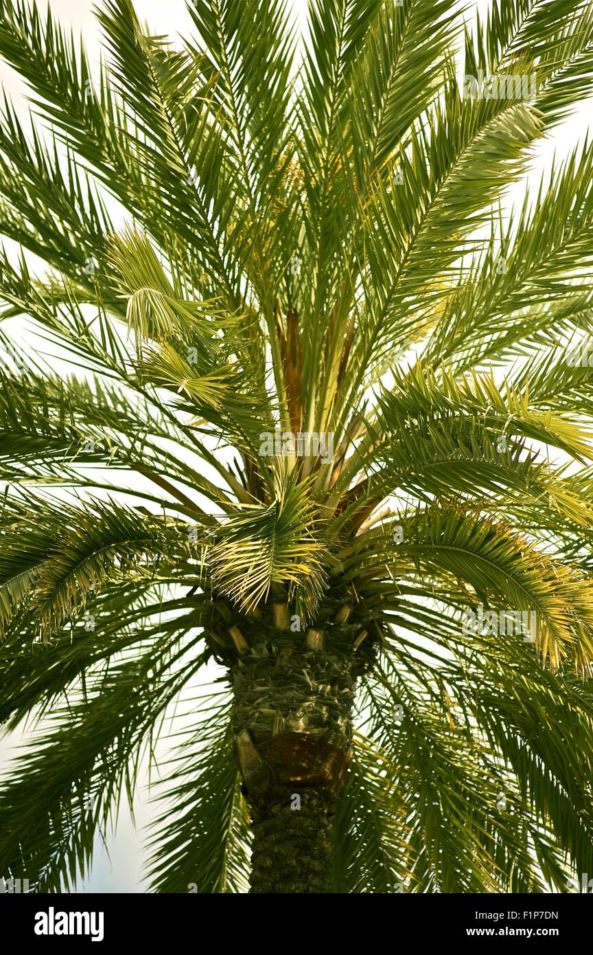 In Canarie Palm Tree - California natura. Palm Tree Background. Foto verticale Foto Stock