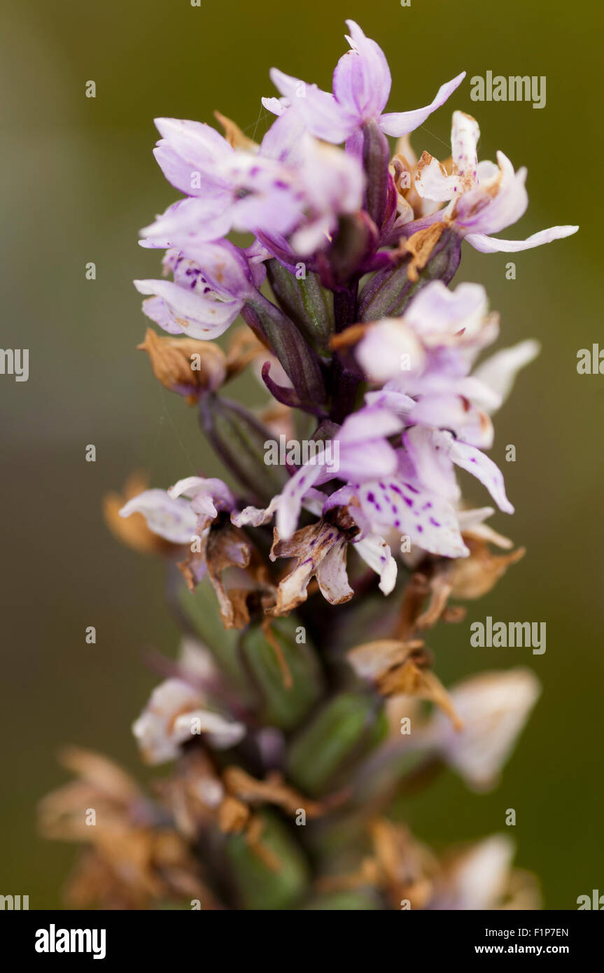 La Palude settentrionale (orchidea Dactylorhiza purpurella) Foto Stock