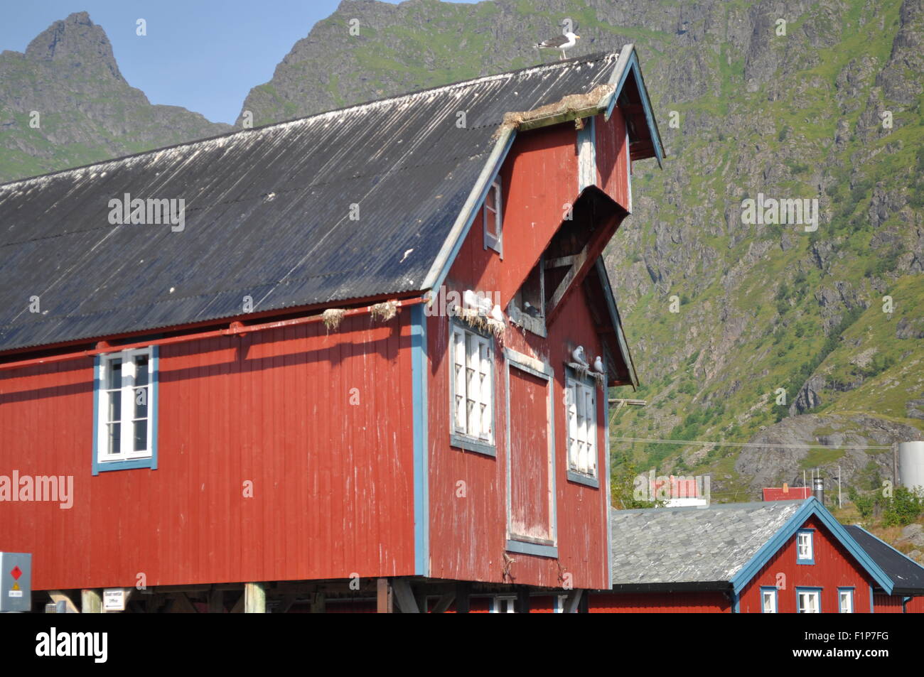 Isole Lofoten in Norvegia: Vecchia casa di pescatori in Å i Lofoten con seagull Foto Stock