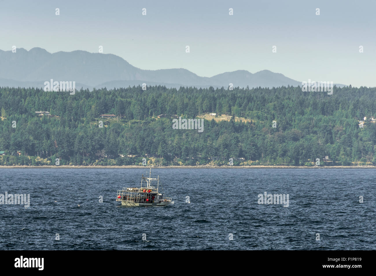 Il granchio barca 'Golden Ocean' a sud di Nanaimo, Isola di Vancouver, British Columbia Foto Stock