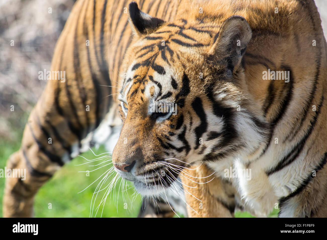 Tiger passeggiate, Paarl, Sud Africa. Foto Stock