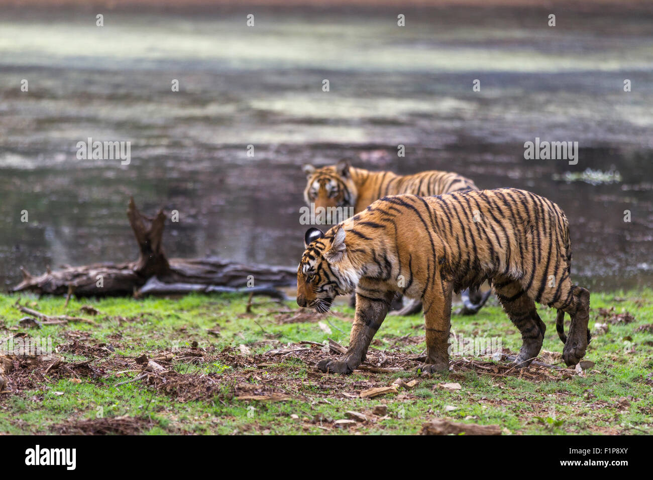 Wild giovani Tigri circa 13 mesi vicino lago, Ranthambhore foresta, India. [Panthera Tigris] Foto Stock
