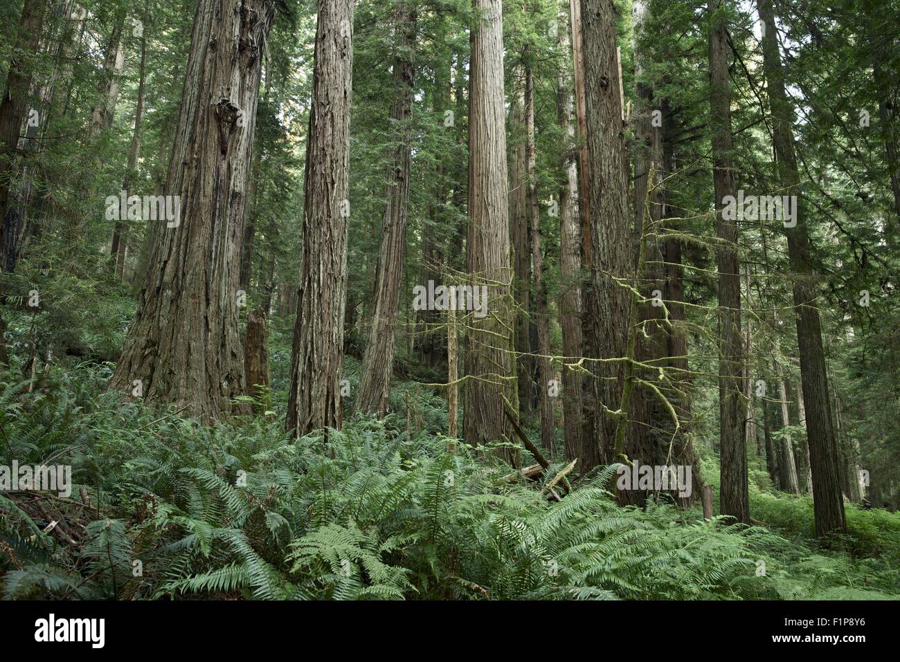 Redwood paesaggio forestale - Foresta di Redwood in California del Nord. Natura raccolta di fotografie. Foto Stock