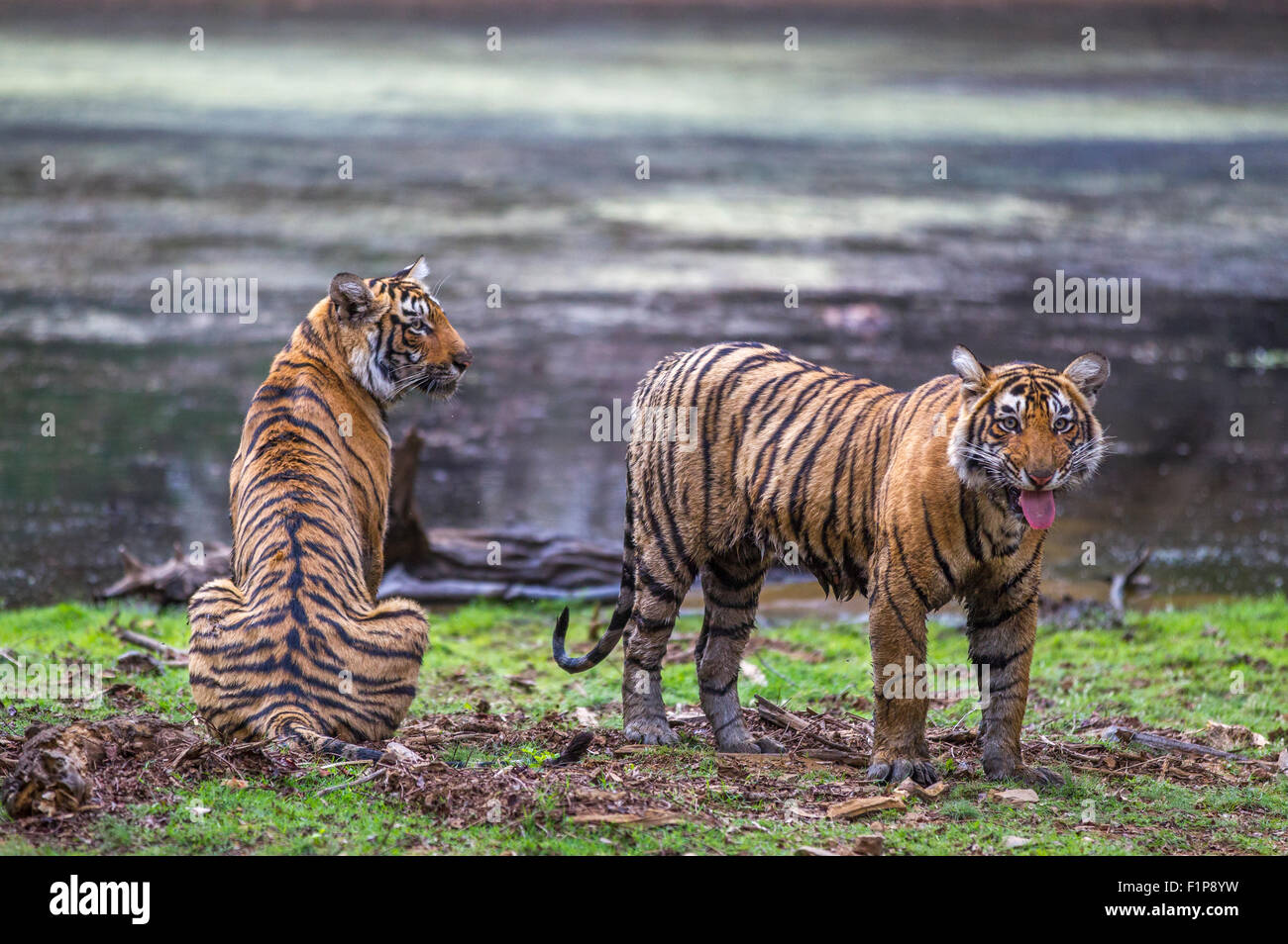 Wild giovani Tigri circa 13 mesi vicino lago, Ranthambhore foresta, India. [Panthera Tigris] Foto Stock