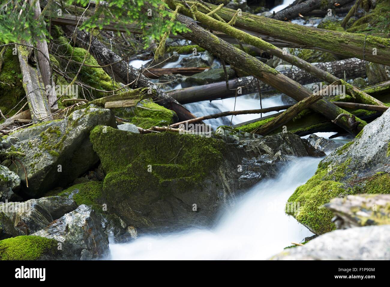 North Cascades Montagne Creek Closeup. Mossy e Rocky Creek. Stato di Washington, USA. Natura raccolta di fotografie. Foto Stock