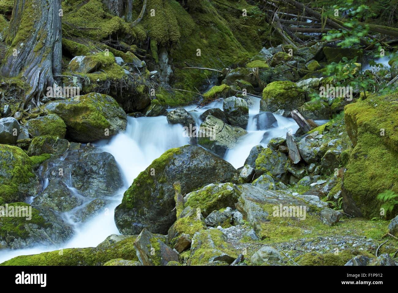 Mossy fiume di montagna - Rocky Mossy Creek paesaggio. Stato di Washington Parco Nazionale delle Cascate del Nord. Natura raccolta di fotografie Foto Stock