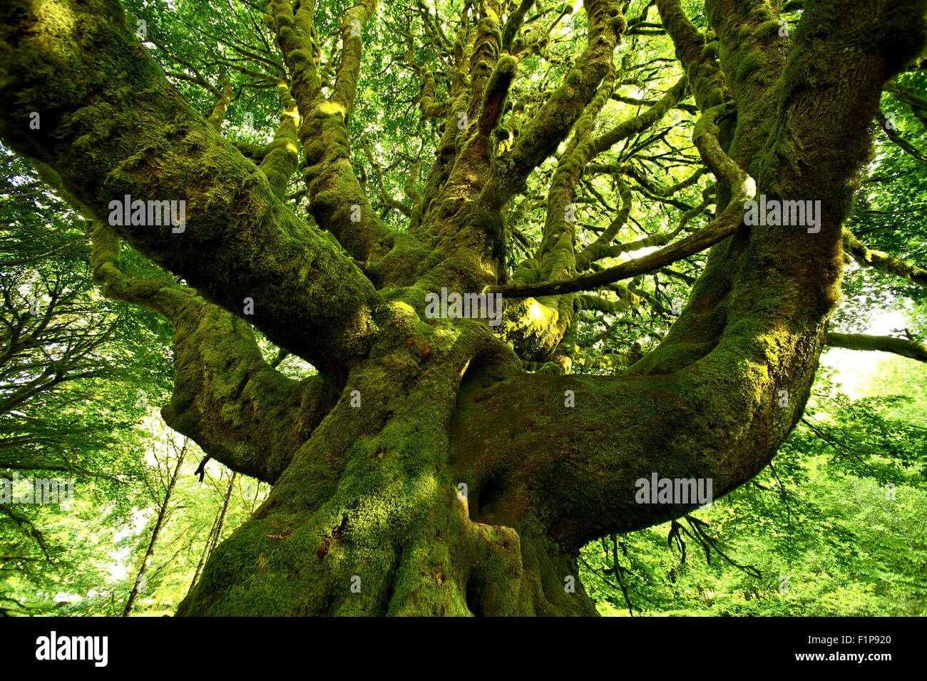 Strano vecchio Mossy Tree - albero della foresta pluviale. Stato di Washington il parco nazionale di Olympic. Natura raccolta di fotografie. Foto Stock