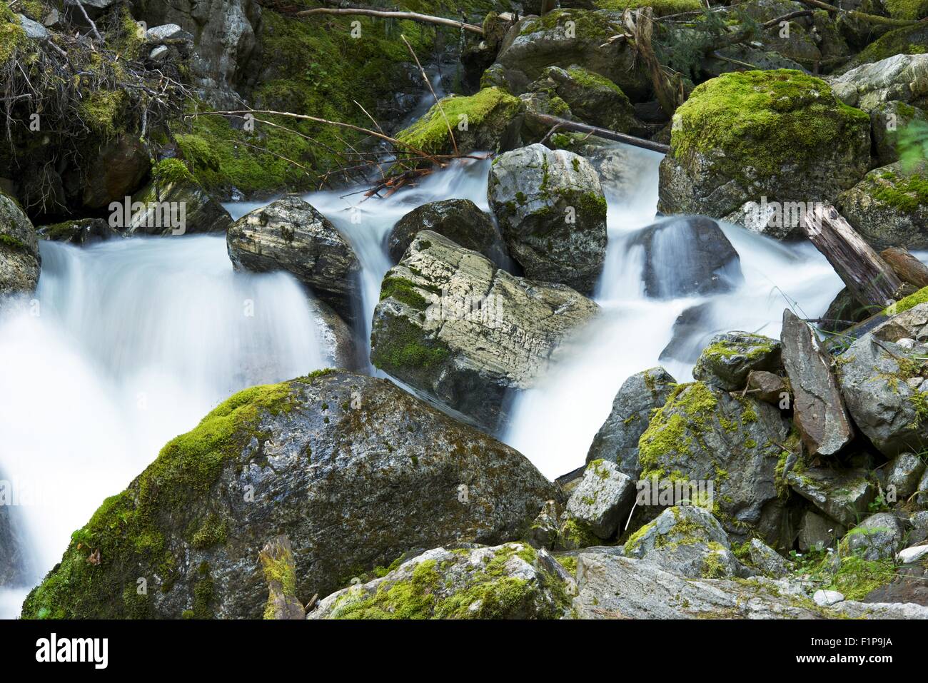 Le Cascade Mountains Mossy Creek Tema. Cascades montagne, nello Stato di Washington, USA. Natura raccolta di fotografie. Foto Stock