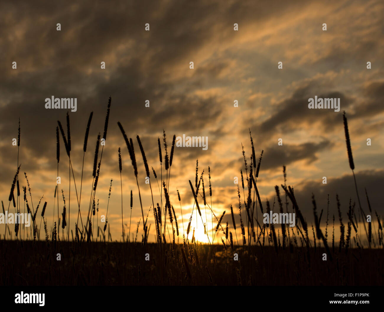 Il Dorset autunno tramonto erba selvatica Foto Stock