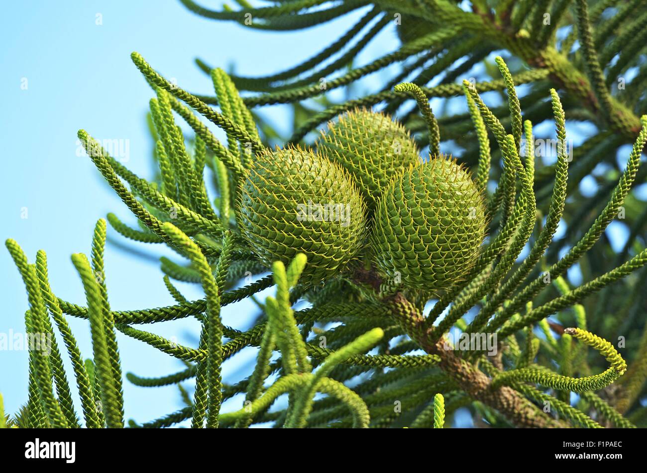 Coni verdi Closeup. Southern California, Stati Uniti d'America. Conifere raccolta di fotografie Foto Stock