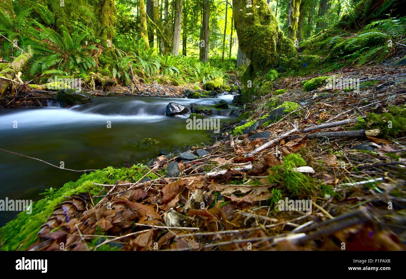 Washington Pacific Northwest Rainforest - Stato di Washington Stati Uniti d'America. Natura raccolta di fotografie Foto Stock