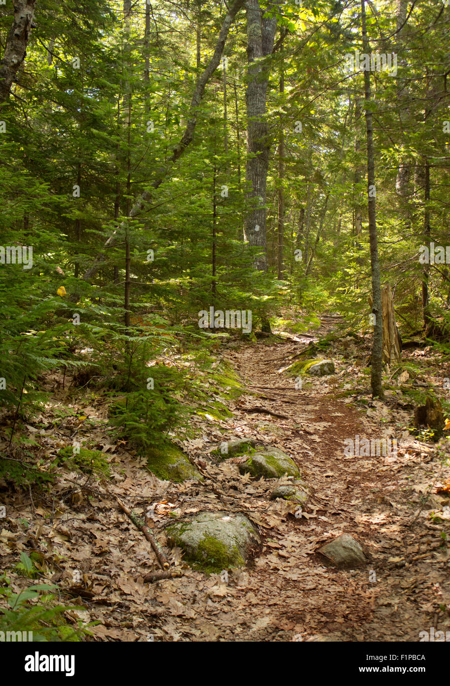 Sentiero frondoso attraverso una foresta di alberi in Castine, Maine. Foto Stock