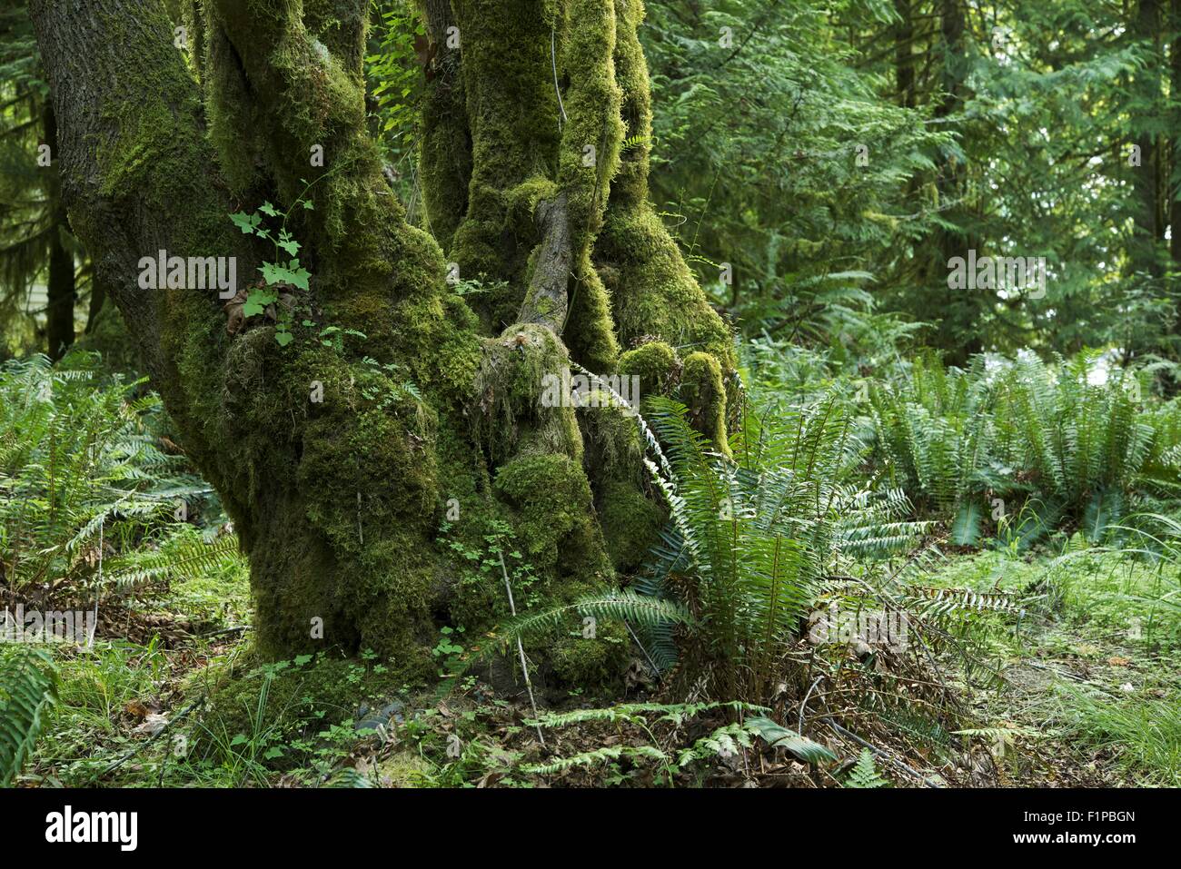 Mossy albero nella foresta pluviale. Lo scenario della foresta pluviale. Stato di Washington natura raccolta di fotografie. Foto Stock