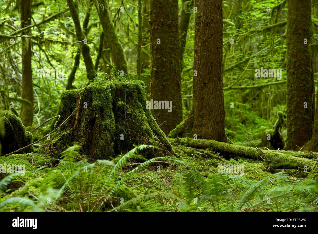 Tema della foresta pluviale - Washington Pacific Northwest foresta pluviale. Natura raccolta di fotografie. Foto Stock