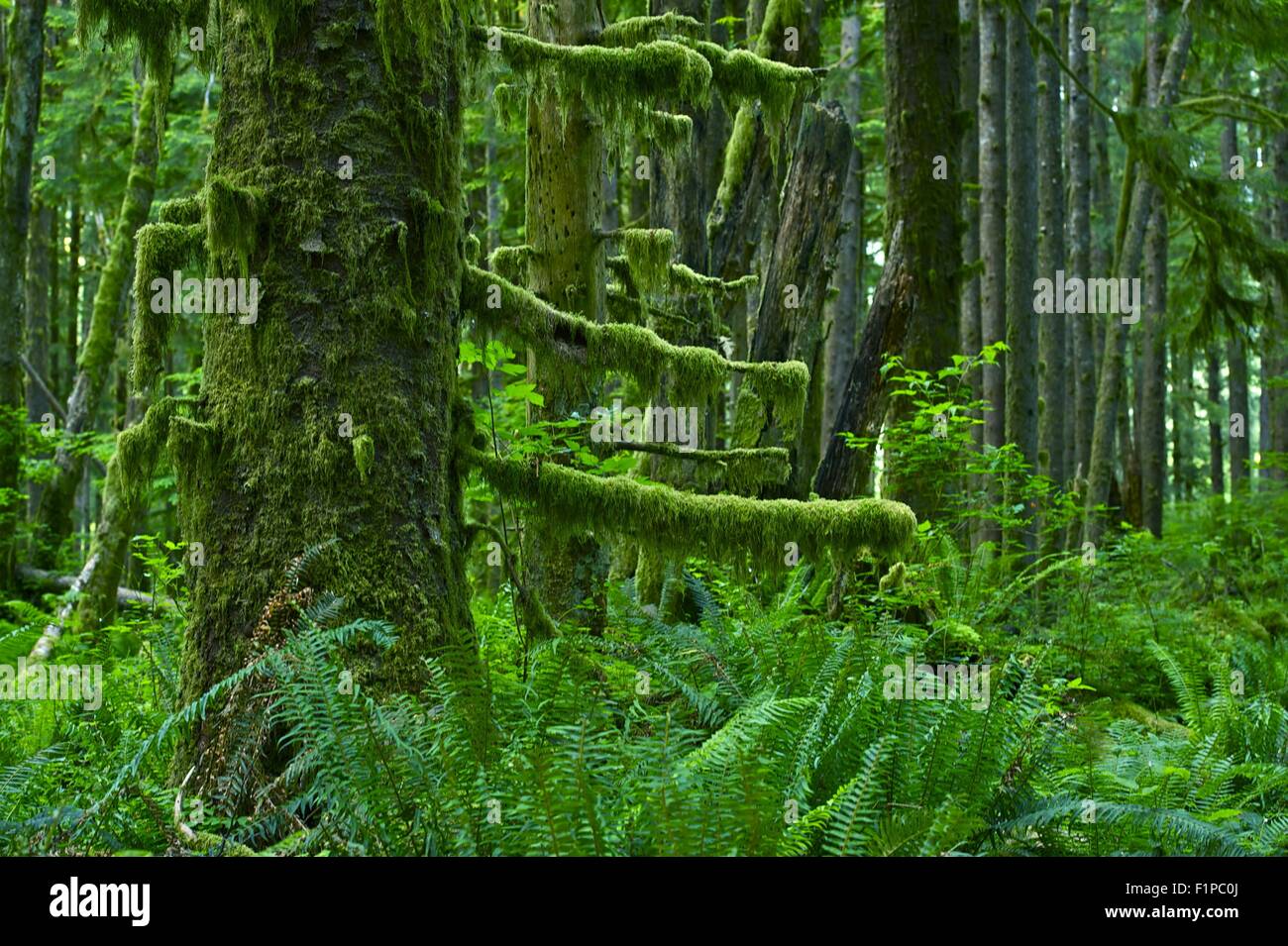 Pacific Northwest foresta pluviale - Stato di Washington, U.S.A. Alberi di muschio. Natura raccolta di fotografie. Foto Stock