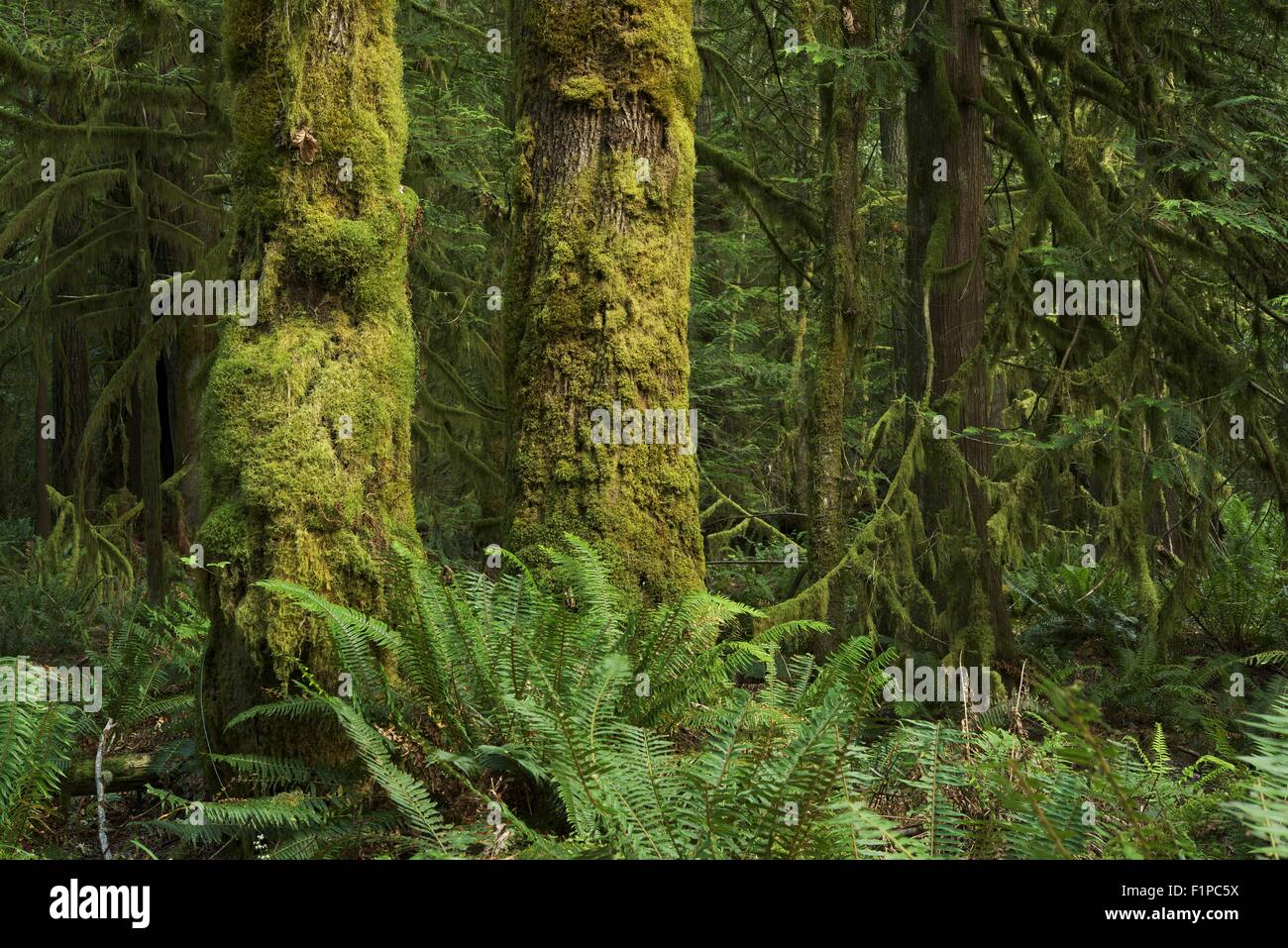 Nello stato di Washington, il paesaggio della foresta pluviale. Deep Mossy Pacific Northwest Forest. Natura raccolta di fotografie Foto Stock
