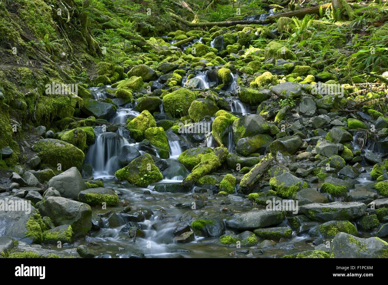 La foresta pluviale di Rocky Creek - Stato di Washington, USA. Olympic National Forest. Natura raccolta di fotografie - Washington. Foto Stock