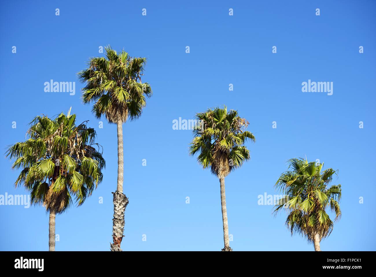 Quattro Palme sul cielo blu. Santa Barbara, California, Stati Uniti d'America. Natura raccolta di foto Foto Stock