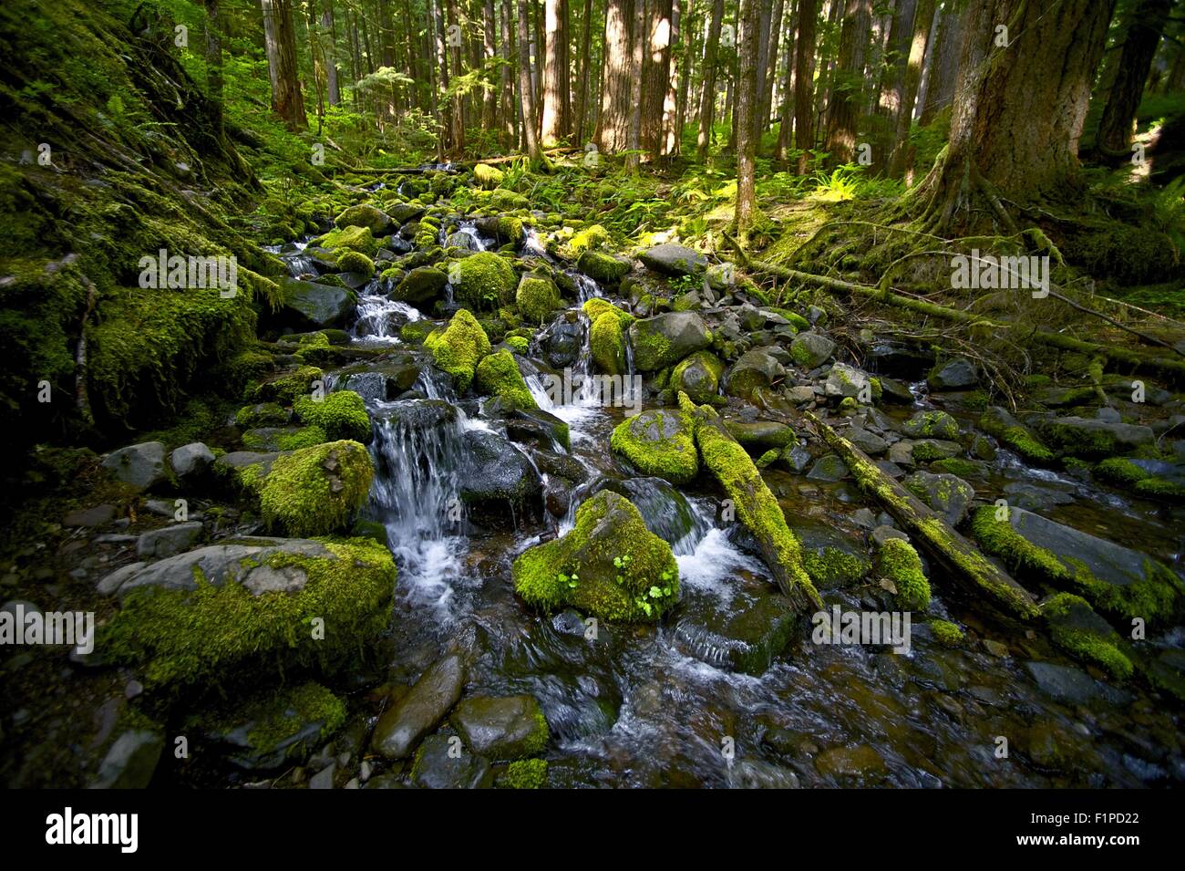 Mountain Creek - pietre di muschio e flusso. Natura raccolta di fotografie. Il Parco nazionale di Olympic, WA, U.S.A. Foto Stock