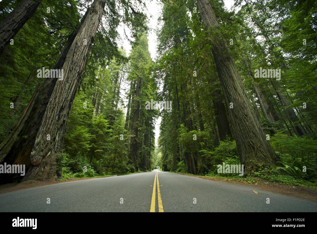 Redwood State Park. Redwood Forest, California USA. Natura raccolta di fotografie. Foto Stock