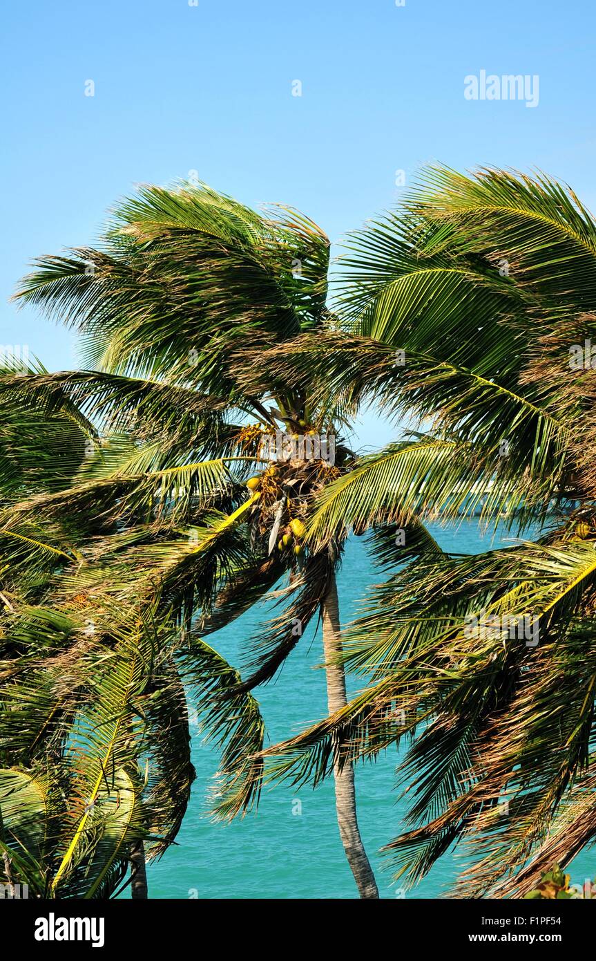 Luogo tropicale. Alberi di palma. Foto Stock