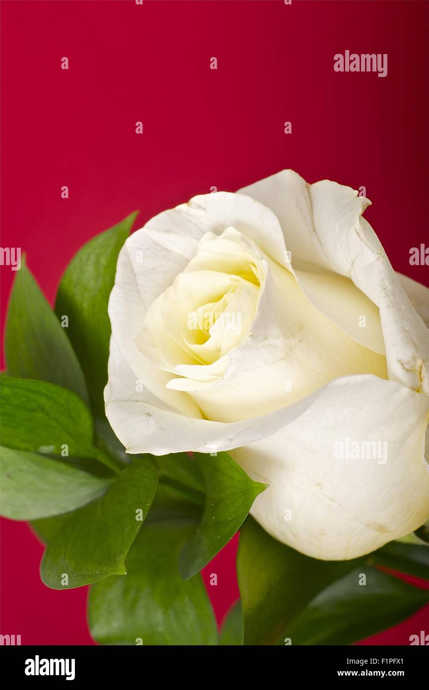 La Rosa - Borgogna scuro dello sfondo. La rosa bianca e verde foglie. Tema floreale. Foto Stock