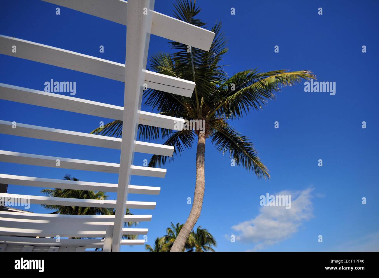Destinazione tropicale - Florida Estate. Le palme sul cielo blu. Foto Stock