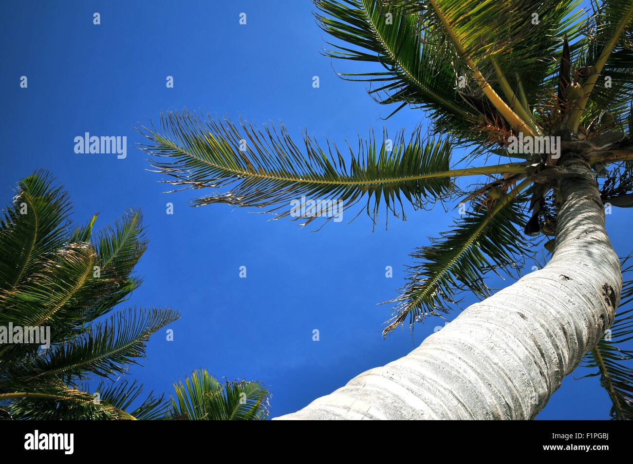 South Florida Palme sul cielo blu Foto Stock