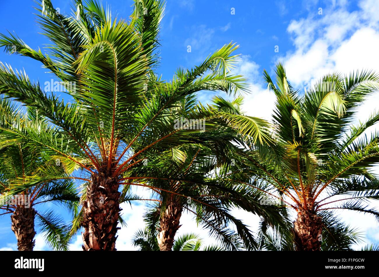 Florida Palms sul Cielo di estate. Florida Raccolta foto Foto Stock
