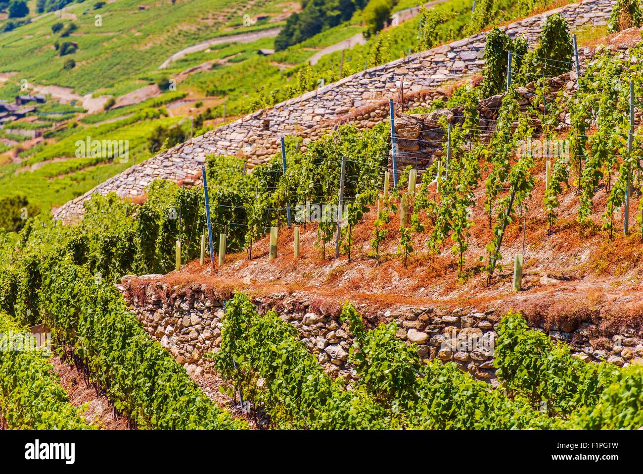 Colline del vigneto della Svizzera. La raccolta delle uve da vino. La Svizzera e l'Europa. Foto Stock