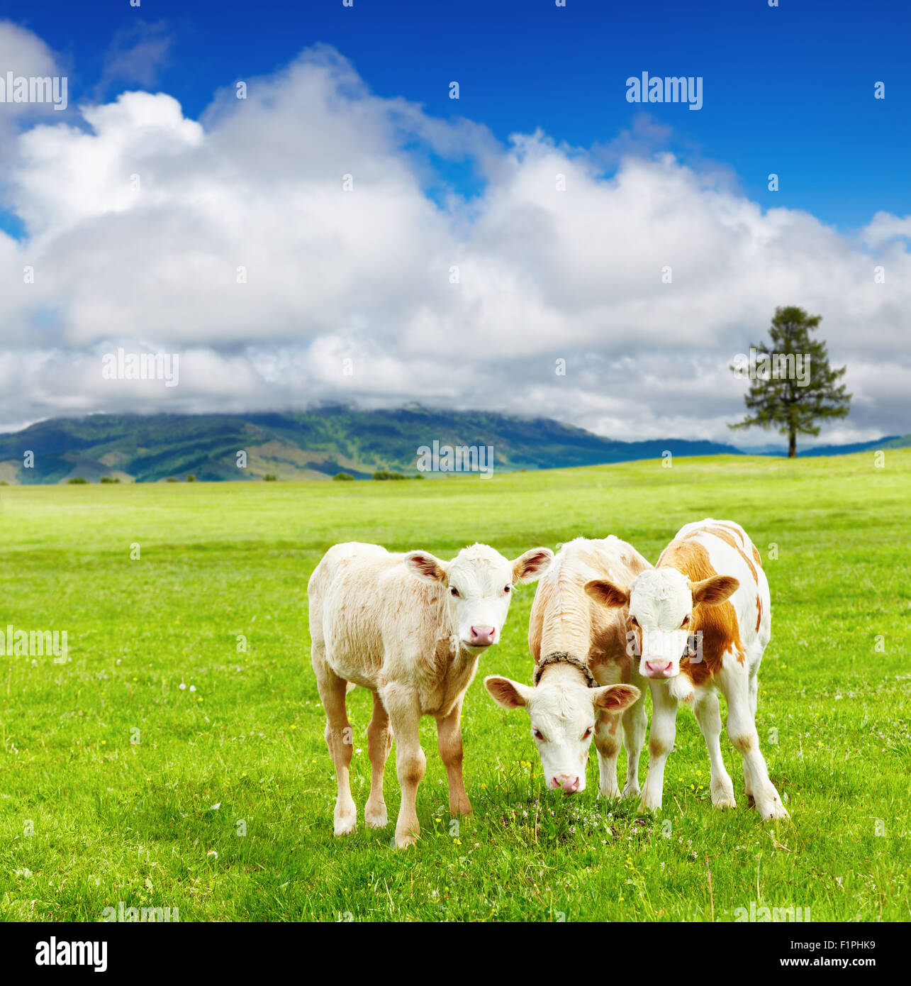 Tre i vitelli sul prato Foto Stock